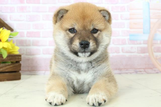 福岡県の柴犬(標準サイズ) (Coo&RIKUフォレストシティ春日店/2025年11月9日生まれ/女の子/赤)の子犬の1枚目の画像