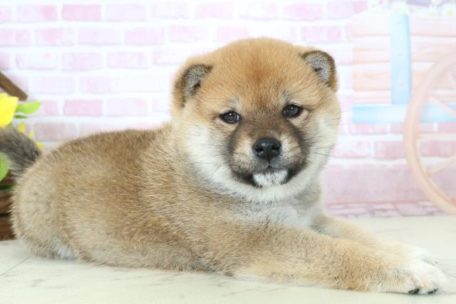 福岡県の柴犬(標準サイズ) (Coo&RIKUフォレストシティ春日店/2025年11月9日生まれ/女の子/赤)の子犬の2枚目の画像