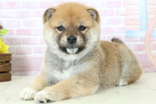 福岡県の柴犬(標準サイズ) (Coo&RIKUフォレストシティ春日店/2025年11月9日生まれ/女の子/赤)の子犬の3枚目の画像