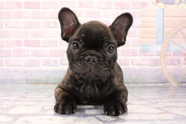 大阪府のフレンチブルドッグ (Coo&RIKU東大阪店/2025年10月25日生まれ/男の子/ブリンドル)の子犬の1枚目の画像