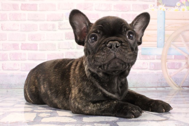 大阪府のフレンチブルドッグ (Coo&RIKU東大阪店/2025年10月25日生まれ/男の子/ブリンドル)の子犬の2枚目の画像