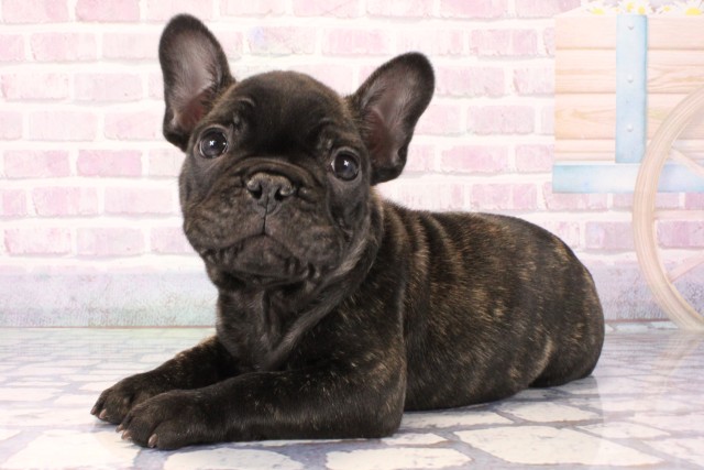 大阪府のフレンチブルドッグ (Coo&RIKU東大阪店/2025年10月25日生まれ/男の子/ブリンドル)の子犬の3枚目の画像