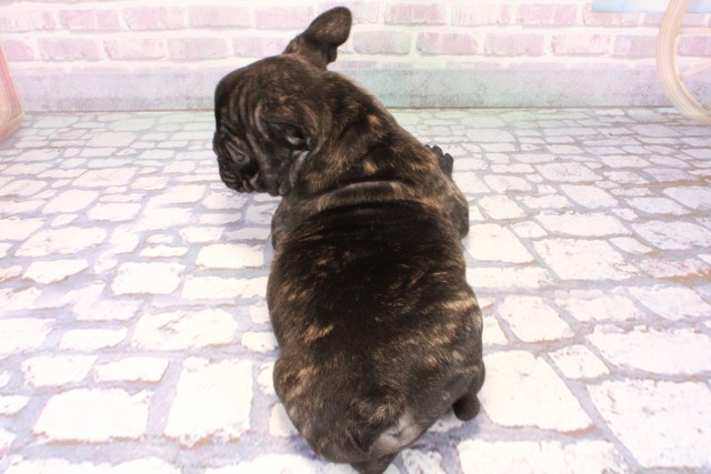 大阪府のフレンチブルドッグ (Coo&RIKU東大阪店/2025年10月25日生まれ/男の子/ブリンドル)の子犬の4枚目の画像