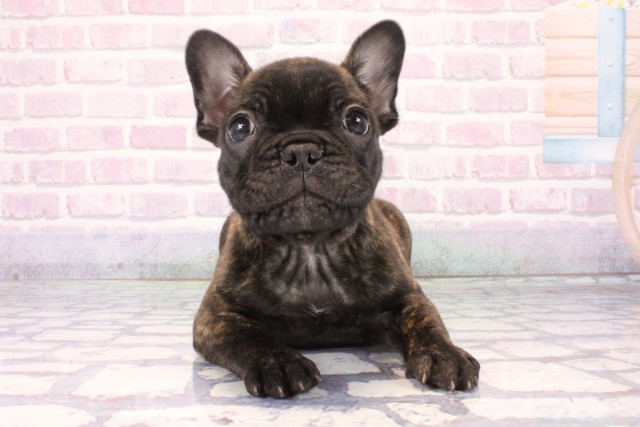 兵庫県のフレンチブルドッグ (Coo&RIKU姫路店/2025年10月25日生まれ/男の子/ブリンドル)の子犬の1枚目の画像