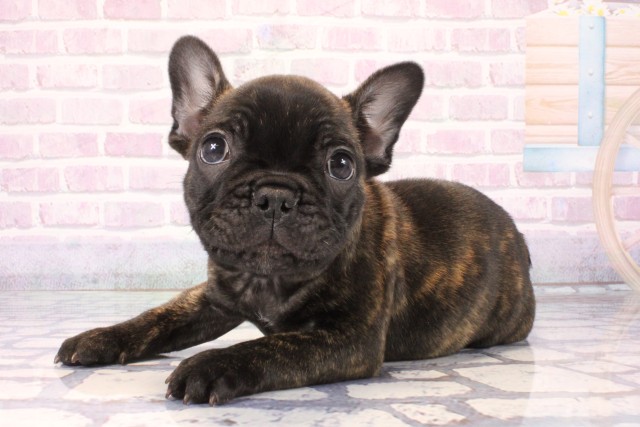 兵庫県のフレンチブルドッグ (Coo&RIKU姫路店/2025年10月25日生まれ/男の子/ブリンドル)の子犬の2枚目の画像