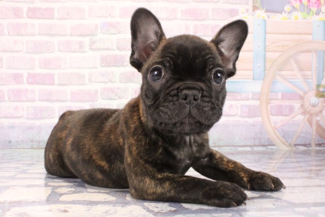 兵庫県のフレンチブルドッグ (Coo&RIKU姫路店/2025年10月25日生まれ/男の子/ブリンドル)の子犬の3枚目の画像