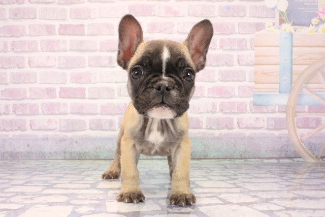 兵庫県のフレンチブルドッグ (Coo&RIKU三木店/2025年10月25日生まれ/女の子/フォーンホワイト)の子犬の1枚目の画像
