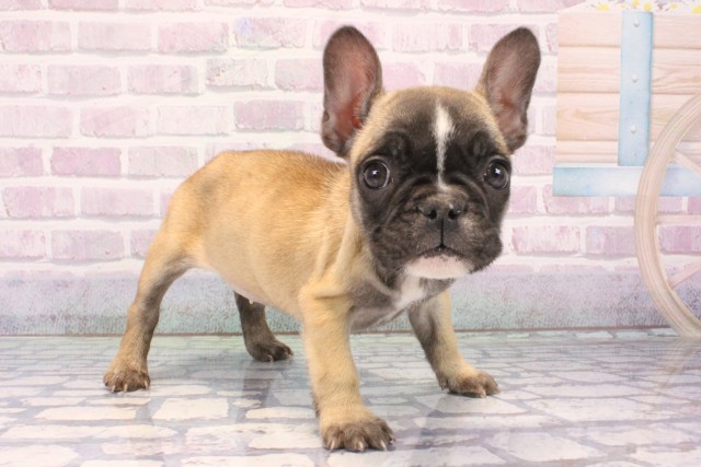 兵庫県のフレンチブルドッグ (Coo&RIKU三木店/2025年10月25日生まれ/女の子/フォーンホワイト)の子犬の2枚目の画像