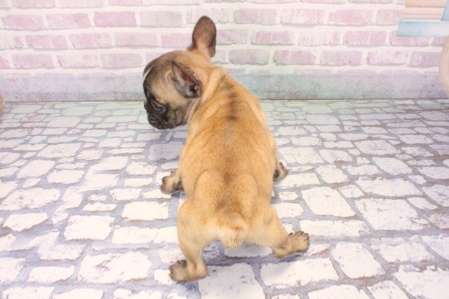 兵庫県のフレンチブルドッグ (Coo&RIKU三木店/2025年10月25日生まれ/女の子/フォーンホワイト)の子犬の4枚目の画像