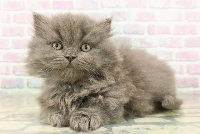 東京都のマンチカン (Coo&RIKU自由が丘店/2025年11月9日生まれ/男の子/ブルー)の子猫の2枚目の画像