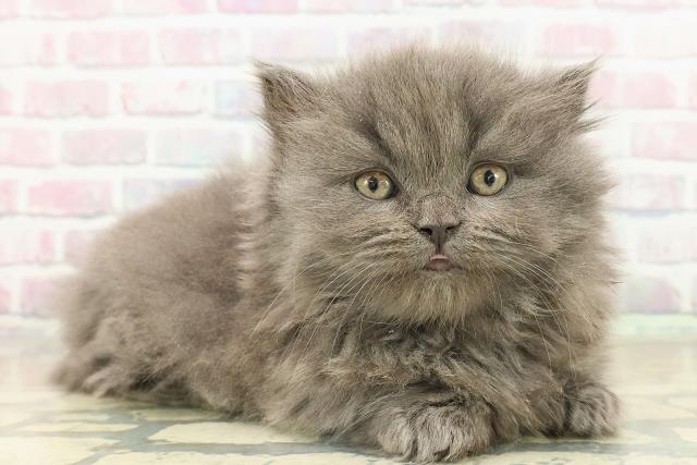 東京都のマンチカン (Coo&RIKU自由が丘店/2025年11月9日生まれ/男の子/ブルー)の子猫の3枚目の画像