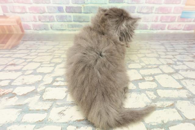 東京都のマンチカン (Coo&RIKU自由が丘店/2025年11月9日生まれ/男の子/ブルー)の子猫の4枚目の画像