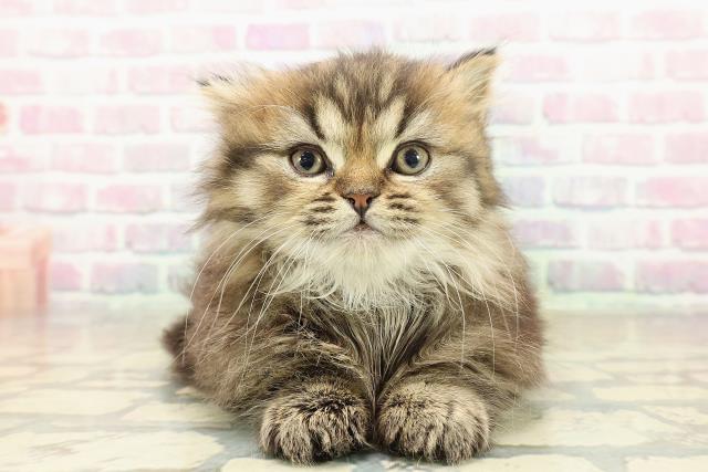 東京都のマンチカン (Coo&RIKU秋葉原店/2025年11月9日生まれ/男の子/ブラウンタビー)の子猫の1枚目の画像