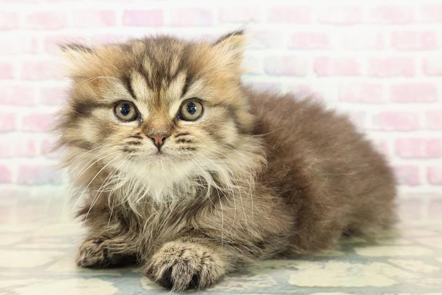 東京都のマンチカン (Coo&RIKU秋葉原店/2025年11月9日生まれ/男の子/ブラウンタビー)の子猫の2枚目の画像