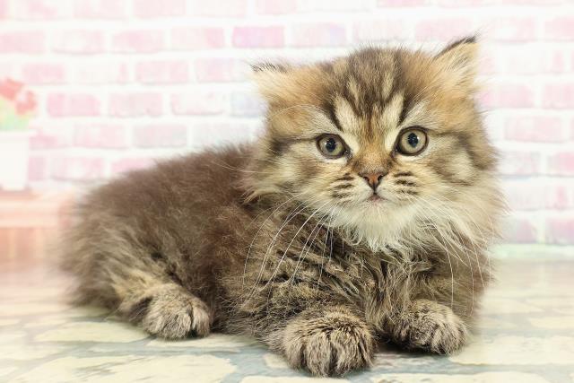 東京都のマンチカン (Coo&RIKU秋葉原店/2025年11月9日生まれ/男の子/ブラウンタビー)の子猫の3枚目の画像