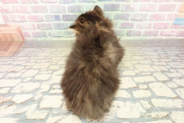 東京都のマンチカン (Coo&RIKU秋葉原店/2025年11月9日生まれ/男の子/ブラウンタビー)の子猫の4枚目の画像