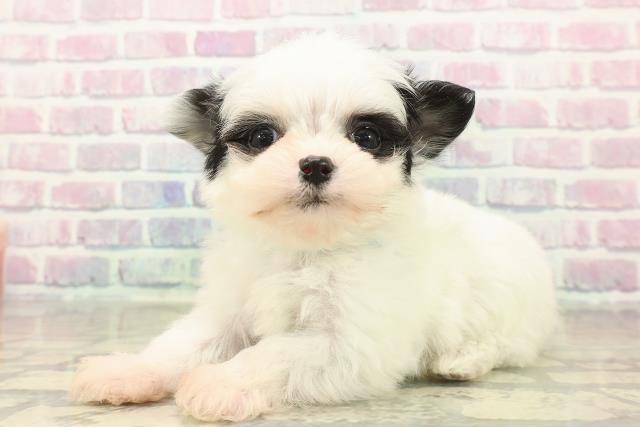 岩手県のチワプー/プーチー(チワワ×プードル) (Coo&RIKU一関店/2025年11月10日生まれ/男の子/ホワイトブラック)の子犬の2枚目の画像