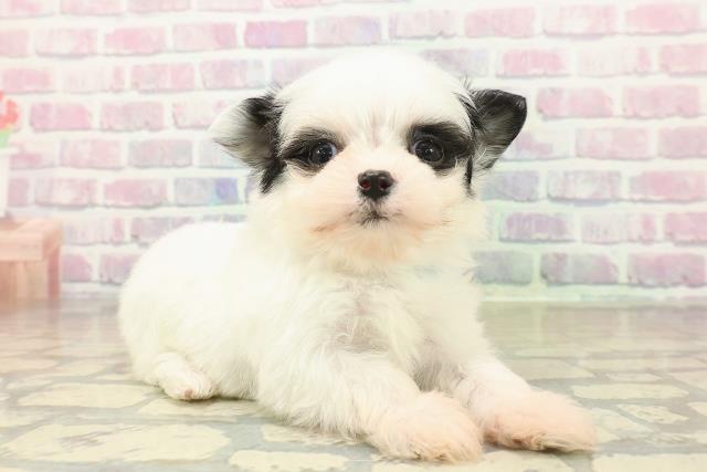 岩手県のチワプー/プーチー(チワワ×プードル) (Coo&RIKU一関店/2025年11月10日生まれ/男の子/ホワイトブラック)の子犬の3枚目の画像