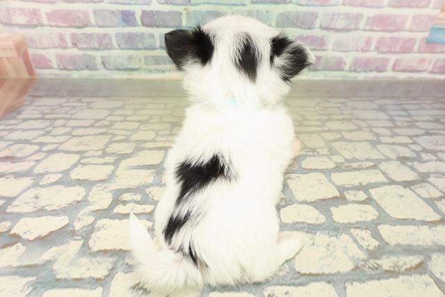 岩手県のチワプー/プーチー(チワワ×プードル) (Coo&RIKU一関店/2025年11月10日生まれ/男の子/ホワイトブラック)の子犬の4枚目の画像