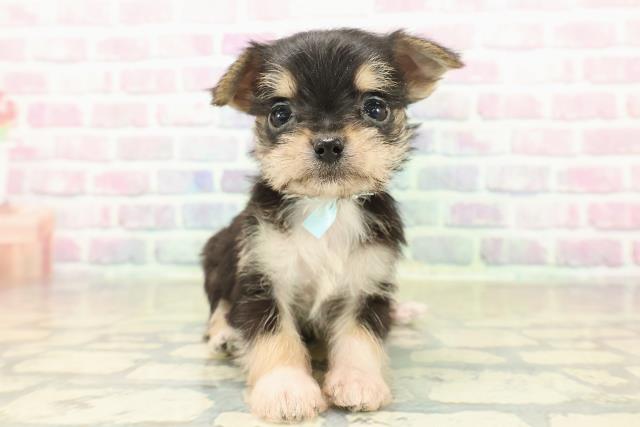 東京都のチワプー/プーチー(チワワ×プードル) (Coo&RIKU江戸川店/2025年11月10日生まれ/男の子/ブラックタンホワイト)の子犬の1枚目の画像