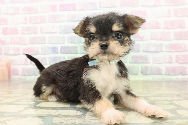 東京都のチワプー/プーチー(チワワ×プードル) (Coo&RIKU江戸川店/2025年11月10日生まれ/男の子/ブラックタンホワイト)の子犬の3枚目の画像