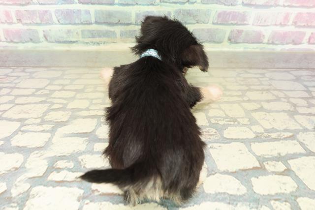 東京都のチワプー/プーチー(チワワ×プードル) (Coo&RIKU江戸川店/2025年11月10日生まれ/男の子/ブラックタンホワイト)の子犬の4枚目の画像