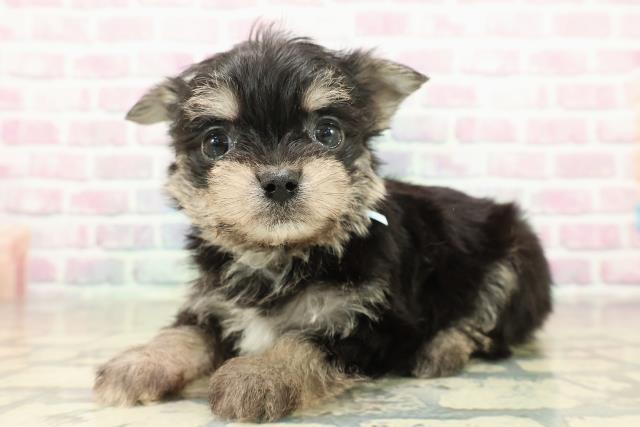 栃木県のチワプー/プーチー(チワワ×プードル) (Coo&RIKU足利店/2025年11月10日生まれ/男の子/ブラックタン)の子犬の2枚目の画像