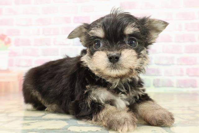 栃木県のチワプー/プーチー(チワワ×プードル) (Coo&RIKU足利店/2025年11月10日生まれ/男の子/ブラックタン)の子犬の3枚目の画像