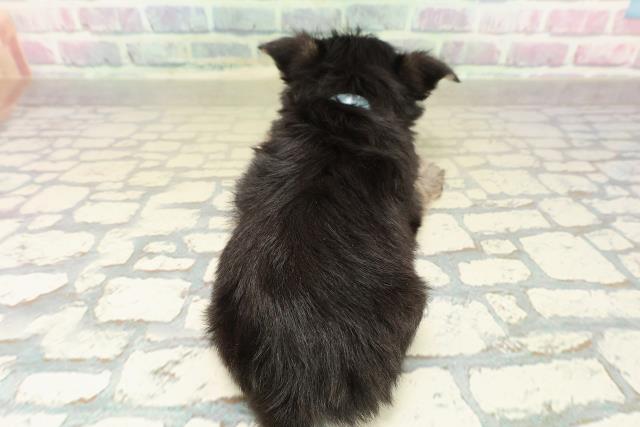 栃木県のチワプー/プーチー(チワワ×プードル) (Coo&RIKU足利店/2025年11月10日生まれ/男の子/ブラックタン)の子犬の4枚目の画像