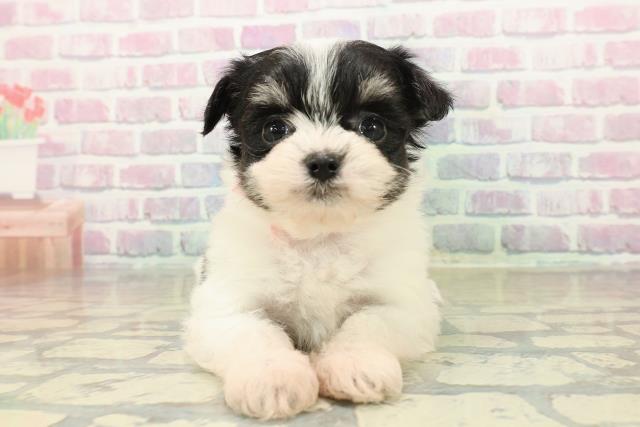 埼玉県のチワプー/プーチー(チワワ×プードル) (Coo&RIKU草加バイパス店/2025年11月10日生まれ/女の子/ホワイトブラックタン)の子犬の1枚目の画像