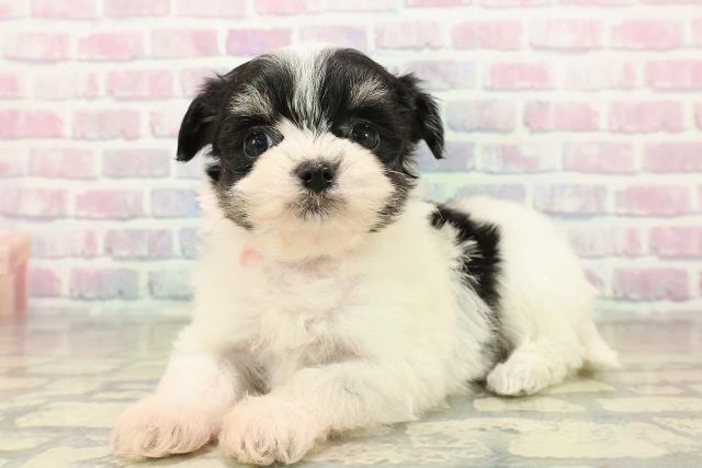 埼玉県のチワプー/プーチー(チワワ×プードル) (Coo&RIKU草加バイパス店/2025年11月10日生まれ/女の子/ホワイトブラックタン)の子犬の2枚目の画像