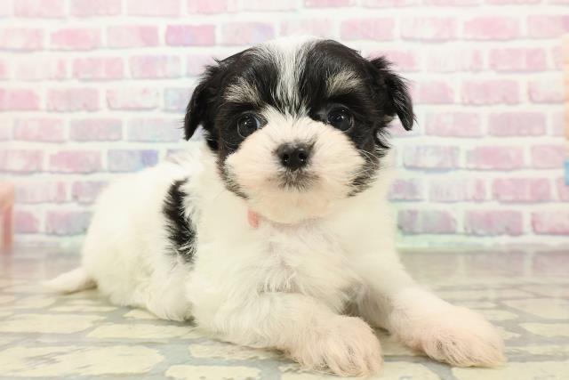 埼玉県のチワプー/プーチー(チワワ×プードル) (Coo&RIKU草加バイパス店/2025年11月10日生まれ/女の子/ホワイトブラックタン)の子犬の3枚目の画像