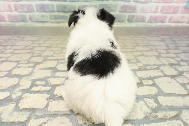 埼玉県のチワプー/プーチー(チワワ×プードル) (Coo&RIKU草加バイパス店/2025年11月10日生まれ/女の子/ホワイトブラックタン)の子犬の4枚目の画像