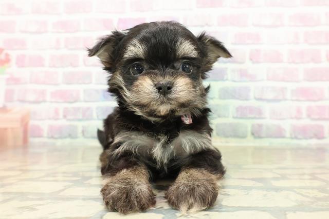 群馬県のチワプー/プーチー(チワワ×プードル) (Coo&RIKUDCM館林店/2025年11月10日生まれ/女の子/ブラックタン)の子犬の1枚目の画像