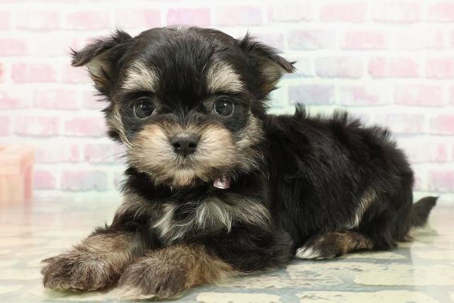 群馬県のチワプー/プーチー(チワワ×プードル) (Coo&RIKUDCM館林店/2025年11月10日生まれ/女の子/ブラックタン)の子犬の2枚目の画像