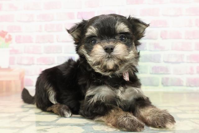 群馬県のチワプー/プーチー(チワワ×プードル) (Coo&RIKUDCM館林店/2025年11月10日生まれ/女の子/ブラックタン)の子犬の3枚目の画像