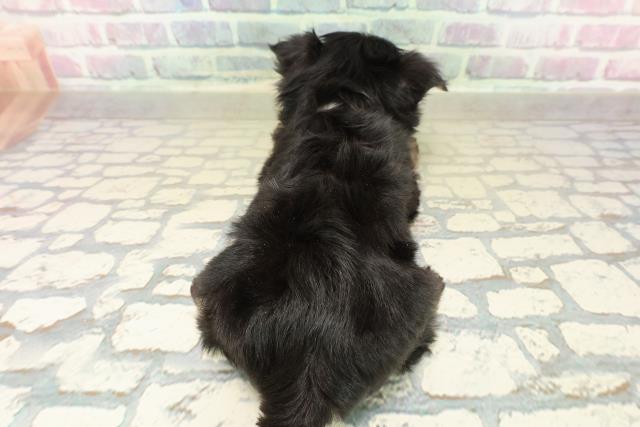 群馬県のチワプー/プーチー(チワワ×プードル) (Coo&RIKUDCM館林店/2025年11月10日生まれ/女の子/ブラックタン)の子犬の4枚目の画像