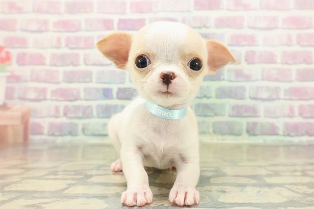 東京都のチワワ(スムース) (Coo&RIKU広尾店/2025年11月7日生まれ/男の子/ホワイトクリーム)の子犬