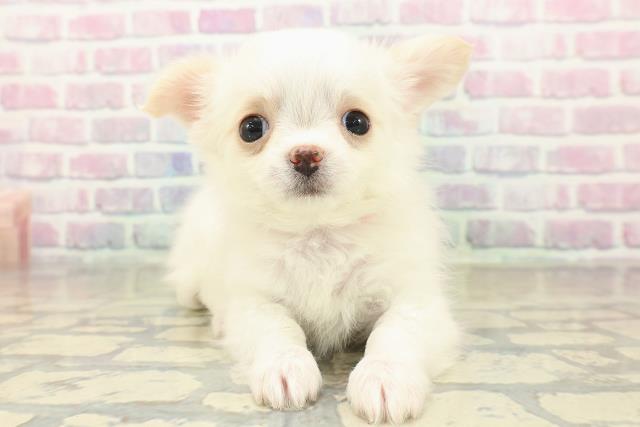 長野県のチワワ(ロング) (Coo&RIKU綿半上田店/2025年11月7日生まれ/女の子/ホワイトクリーム)の子犬の1枚目の画像