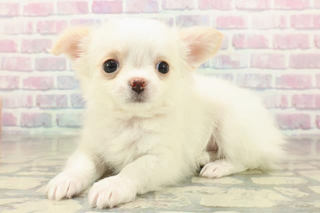 長野県のチワワ(ロング) (Coo&RIKU綿半上田店/2025年11月7日生まれ/女の子/ホワイトクリーム)の子犬の2枚目の画像