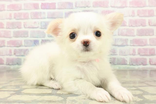 長野県のチワワ(ロング) (Coo&RIKU綿半上田店/2025年11月7日生まれ/女の子/ホワイトクリーム)の子犬の3枚目の画像