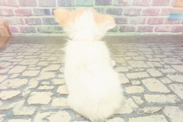 長野県のチワワ(ロング) (Coo&RIKU綿半上田店/2025年11月7日生まれ/女の子/ホワイトクリーム)の子犬の4枚目の画像