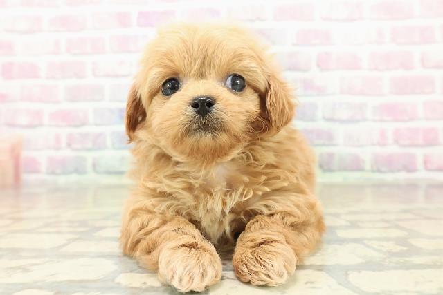 埼玉県のペキプー(ペキニーズ×プードル) (Coo&RIKU草加バイパス店/2025年11月8日生まれ/男の子/レッド)の子犬の1枚目の画像