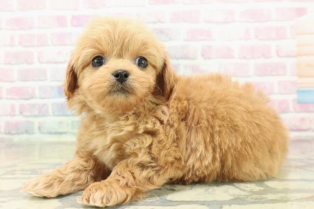 埼玉県のペキプー(ペキニーズ×プードル) (Coo&RIKU草加バイパス店/2025年11月8日生まれ/男の子/レッド)の子犬の2枚目の画像