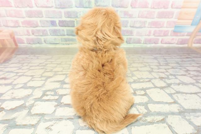 埼玉県のペキプー(ペキニーズ×プードル) (Coo&RIKU草加バイパス店/2025年11月8日生まれ/男の子/レッド)の子犬の4枚目の画像