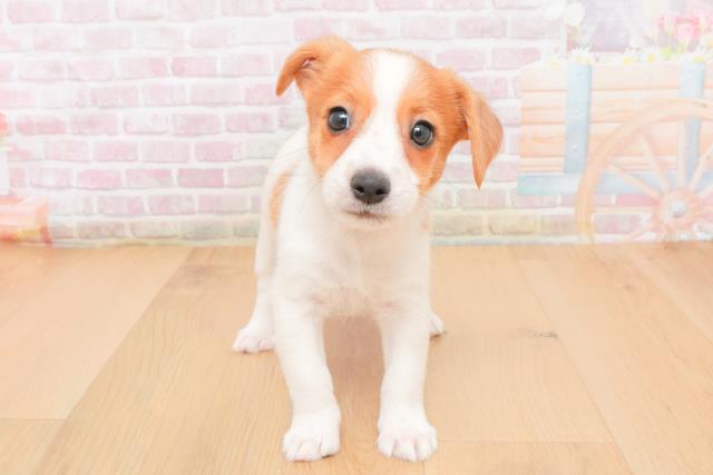 青森県のジャックラッセルテリア (Coo&RIKU弘前店/2025年11月7日生まれ/男の子/タンホワイト)の子犬の1枚目の画像