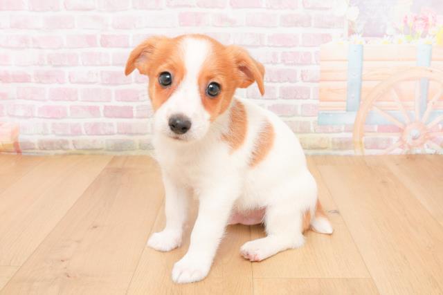 青森県のジャックラッセルテリア (Coo&RIKU弘前店/2025年11月7日生まれ/男の子/タンホワイト)の子犬の2枚目の画像