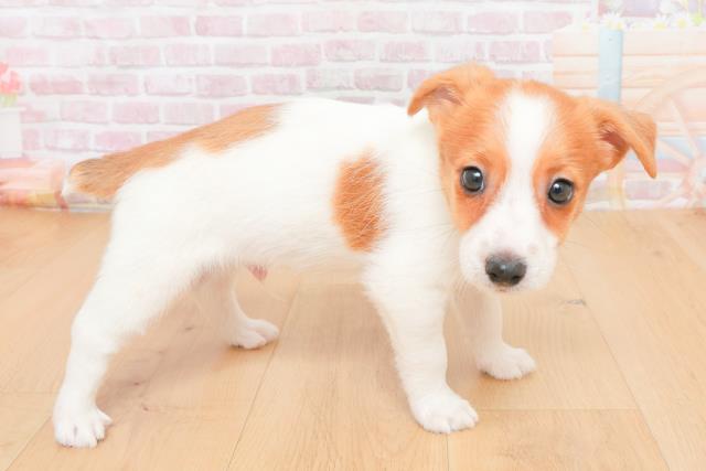 青森県のジャックラッセルテリア (Coo&RIKU弘前店/2025年11月7日生まれ/男の子/タンホワイト)の子犬の3枚目の画像