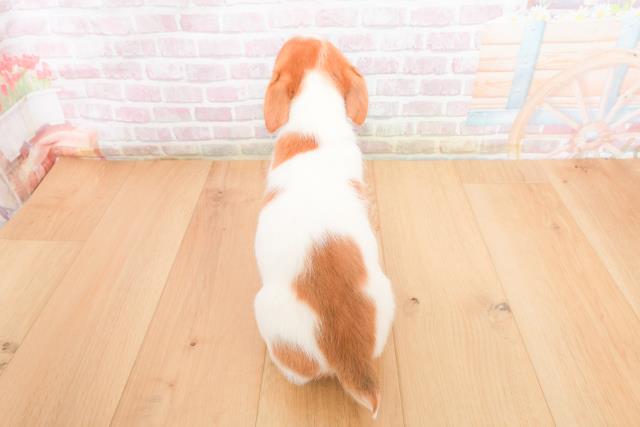 青森県のジャックラッセルテリア (Coo&RIKU弘前店/2025年11月7日生まれ/男の子/タンホワイト)の子犬の4枚目の画像