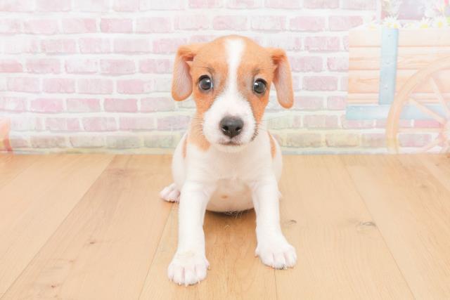 青森県のジャックラッセルテリア (Coo&RIKU青森店/2025年11月7日生まれ/男の子/タンホワイト)の子犬の1枚目の画像